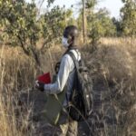 From illegal mining to conservation: Senegalese find escape in chimp research