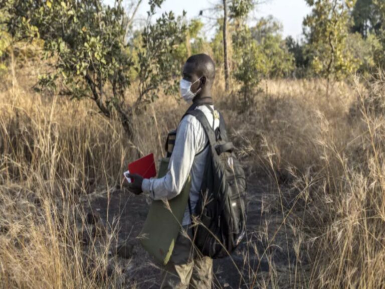 From illegal mining to conservation: Senegalese find escape in chimp research