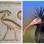 Rare bird featured in ancient Egypt edges back from extinction in Morocco 