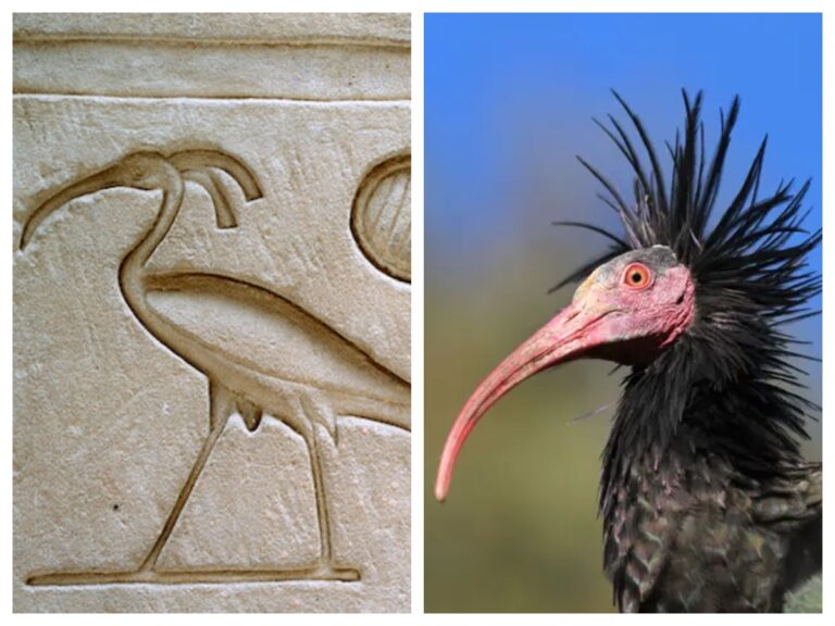 Rare bird featured in ancient Egypt edges back from extinction in Morocco 