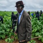How Zimbabwe tobacco farmers remain indebted to Chinese companies