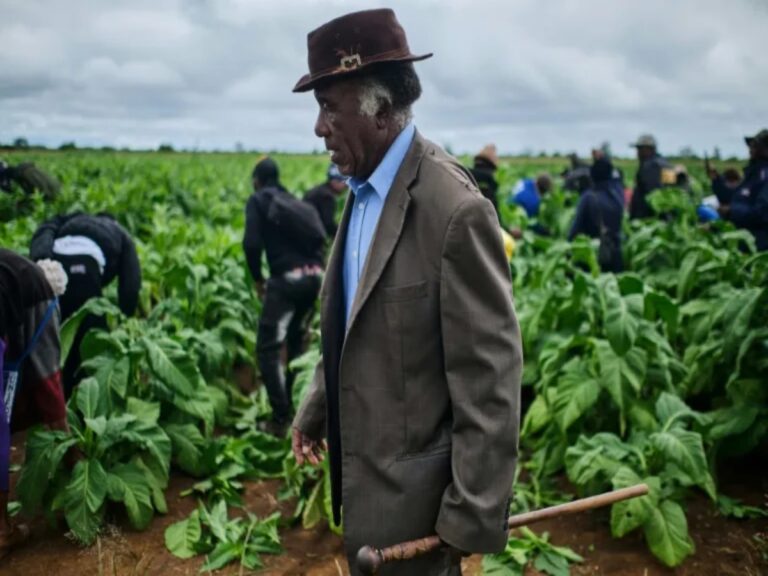 How Zimbabwe tobacco farmers remain indebted to Chinese companies